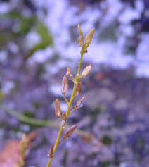Attēlu rezultāti vaicājumam “Draba nemorosa fruit”