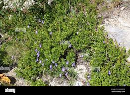 Attēlu rezultāti vaicājumam “Vaccinium myrtillus flower”