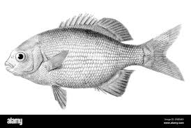 Image result for Kyphosus