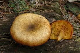 Attēlu rezultāti vaicājumam “Tricholomopsis decora”