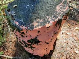 Attēlu rezultāti vaicājumam “Rhodonia placenta”