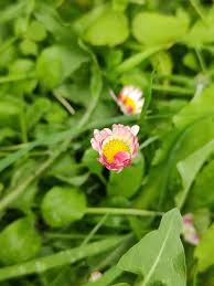 Attēlu rezultāti vaicājumam “Bellis perennis bud”