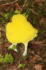 Image result for Fuligo septica