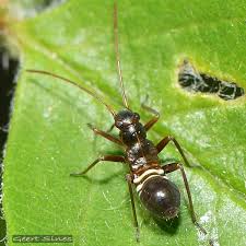 Attēlu rezultāti vaicājumam “Rhabdomiris striatellus imago”