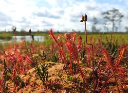 Attēlu rezultāti vaicājumam “Serpoleskea subtilis”