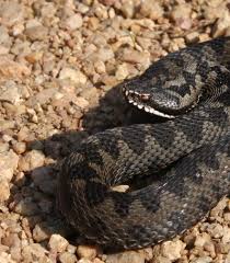 Attēlu rezultāti vaicājumam “Vipera berus adult”