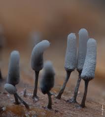 Attēlu rezultāti vaicājumam “Arcyria affinis spores”