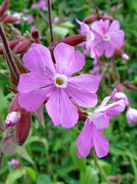 Attēlu rezultāti vaicājumam “Silene tatarica bud”