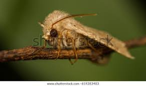 Attēlu rezultāti vaicājumam “Orthosia cruda”