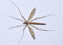 Attēlu rezultāti vaicājumam “Tipulidae female”