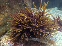 Attēlu rezultāti vaicājumam “Furcellaria lumbricalis”