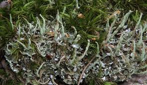 Attēlu rezultāti vaicājumam “Cladonia coniocraea”