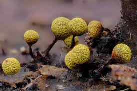 Attēlu rezultāti vaicājumam “Physarum oblatum stalked”