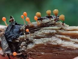 Attēlu rezultāti vaicājumam “Arcyria imperialis macro”