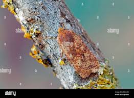 Attēlu rezultāti vaicājumam “Conistra rubiginea”