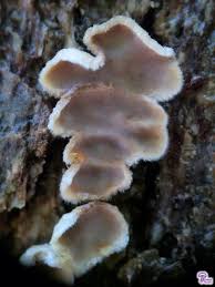 Attēlu rezultāti vaicājumam “Aleurodiscus amorphus”