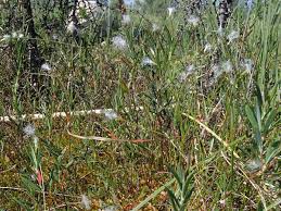 Attēlu rezultāti vaicājumam “Trichophorum alpinum”