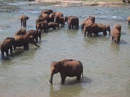 Image result for pinawella