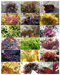 Attēlu rezultāti vaicājumam “Rhodophyta”