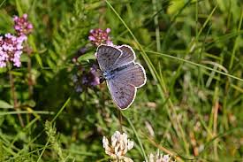 Attēlu rezultāti vaicājumam “Phengaris arion upperside”