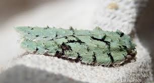 Attēlu rezultāti vaicājumam “Acleris bergmanniana”