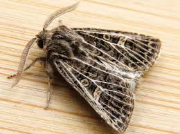 Attēlu rezultāti vaicājumam “Tholera decimalis male”