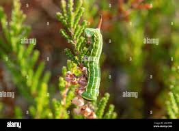 Attēlu rezultāti vaicājumam “Sphinx pinastri larva”