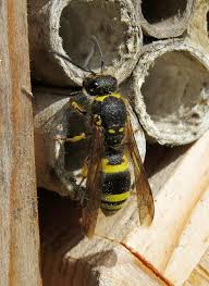 Attēlu rezultāti vaicājumam “Ancistrocerus sp.”