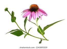 Attēlu rezultāti vaicājumam “Echinacea purpurea bud”