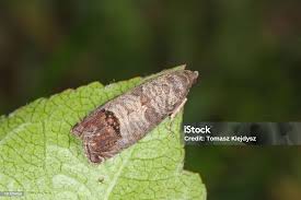 Attēlu rezultāti vaicājumam “Tortricidae”