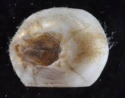 Attēlu rezultāti vaicājumam “Balanus improvisus”