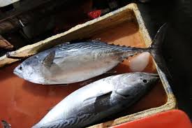 Image result for Euthynnus affinis