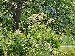 Image result for Valeriana officinalis