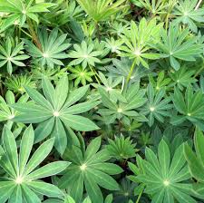 Attēlu rezultāti vaicājumam “Lupinus polyphyllus leaf”