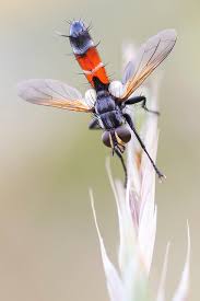 Attēlu rezultāti vaicājumam “Cylindromyia sp.”