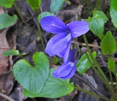 Attēlu rezultāti vaicājumam “Viola uliginosa bud”