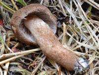 Attēlu rezultāti vaicājumam “Inocybe lanuginosa”