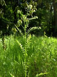 Attēlu rezultāti vaicājumam “Cardamine impatiens”