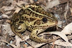 Attēlu rezultāti vaicājumam “Pelophylax juvenile”