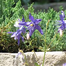 Image result for Aquilegia caerulea