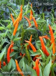 Afbeeldingsresultaat voor thai yellow hot pepper