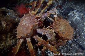 Image result for Lithodes maja