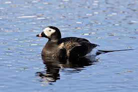 Attēlu rezultāti vaicājumam “Clangula hyemalis”