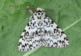 Attēlu rezultāti vaicājumam “Lymantria monacha imago”