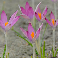 Attēlu rezultāti vaicājumam “Crocus tommasinianus”