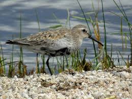 Attēlu rezultāti vaicājumam “Calidris alpina adult”