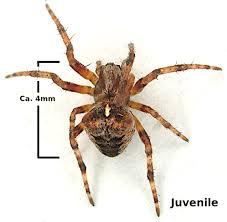 Attēlu rezultāti vaicājumam “Araneus diadematus juvenile”