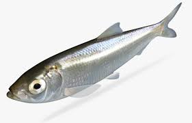 Image result for Alosa chrysochloris