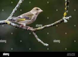 Attēlu rezultāti vaicājumam “Chloris chloris female”