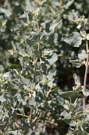 Attēlu rezultāti vaicājumam “Atriplex calotheca flower”